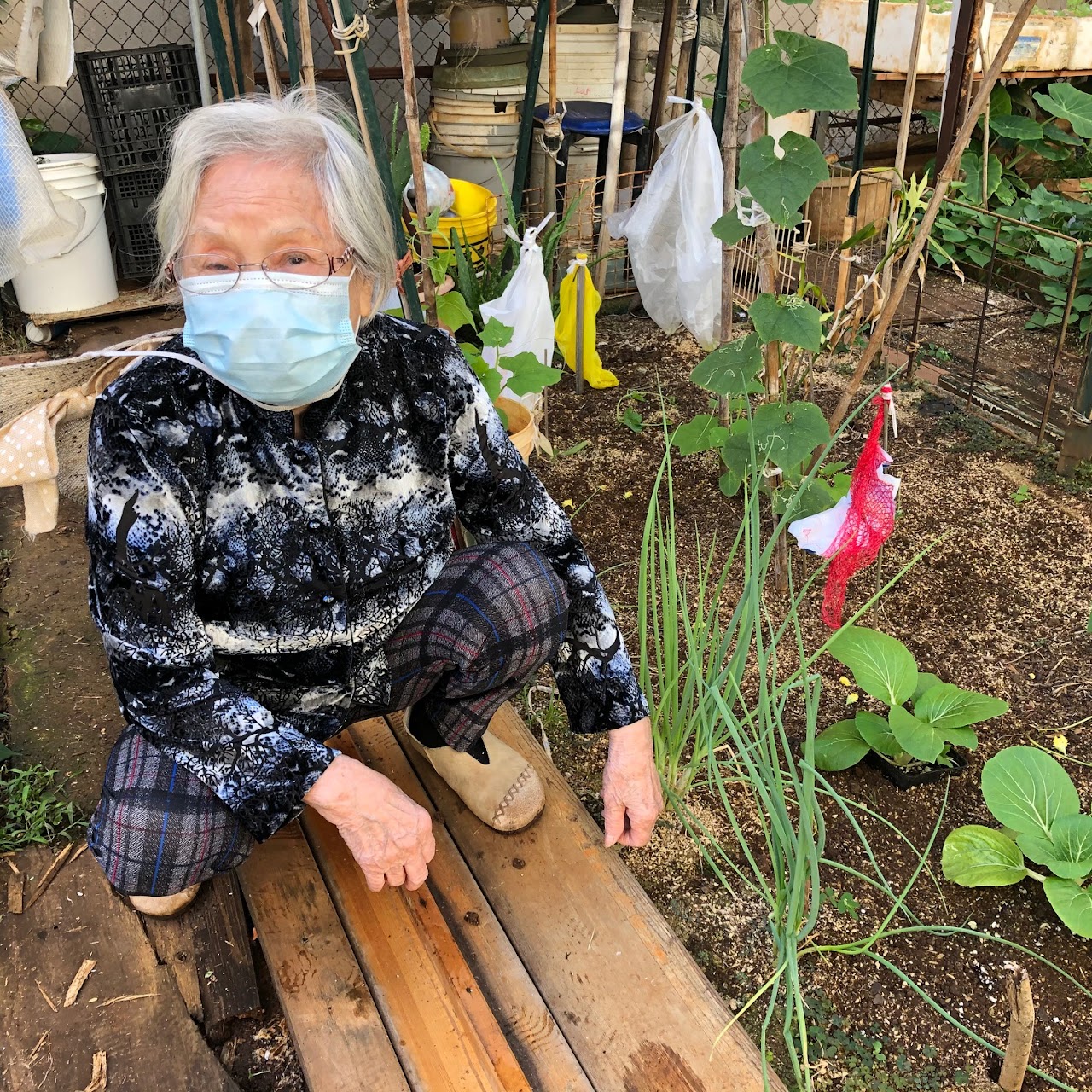 Senior citizen with final planting