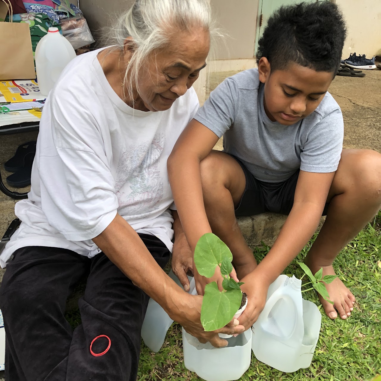 Senior citizen and child transplanting seedling
