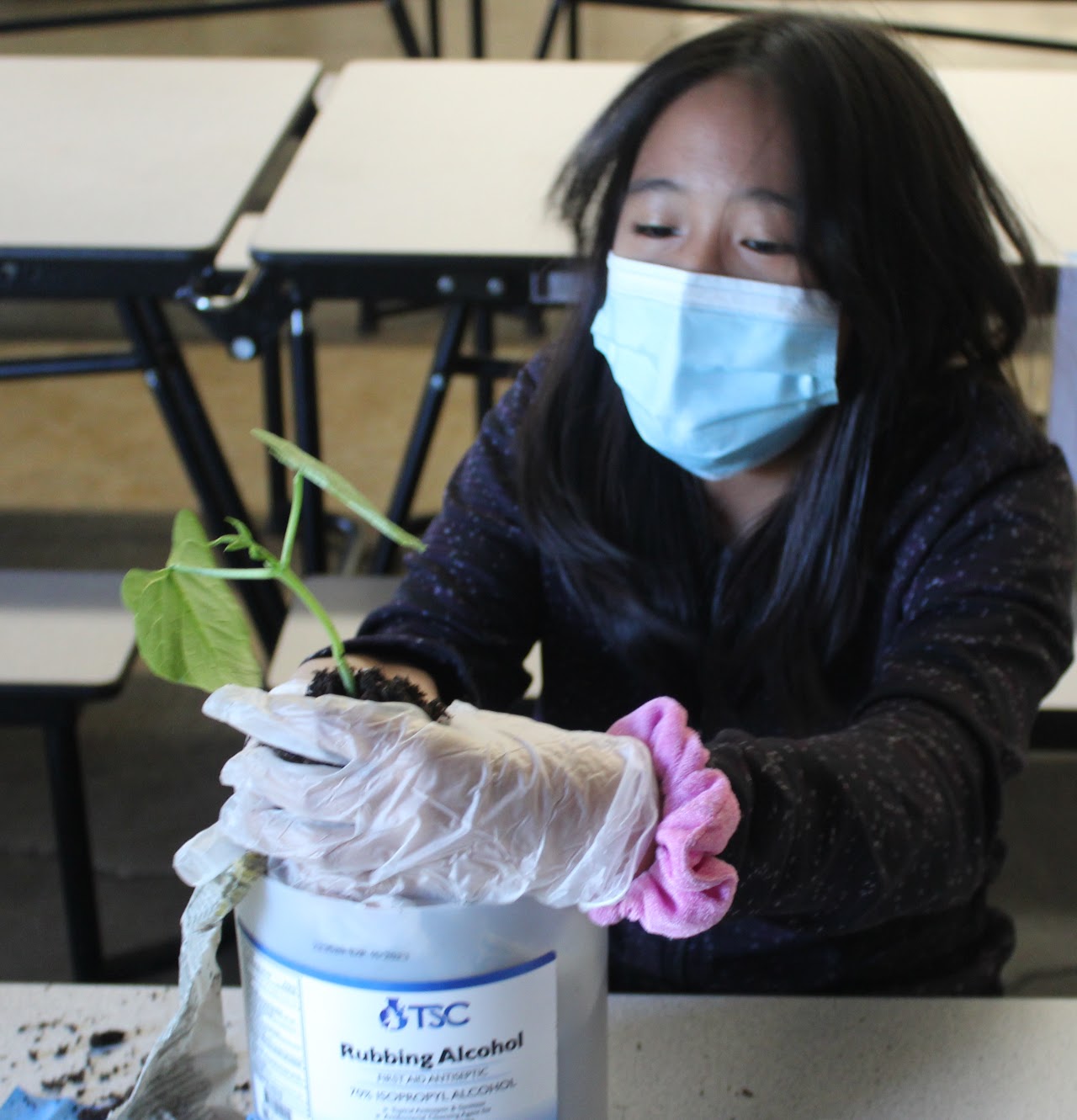 Student transplanting seedling