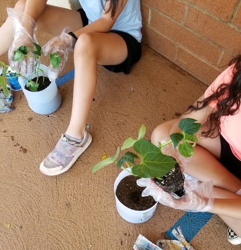 Students transplanting seedlings