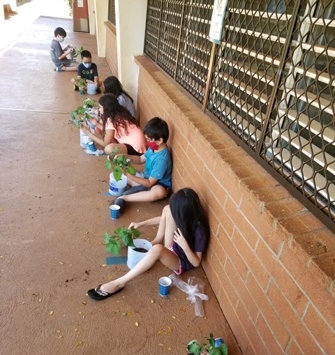 Students planting green beans