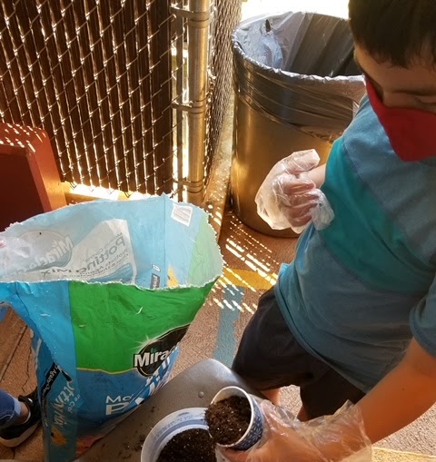 Student scooping soil