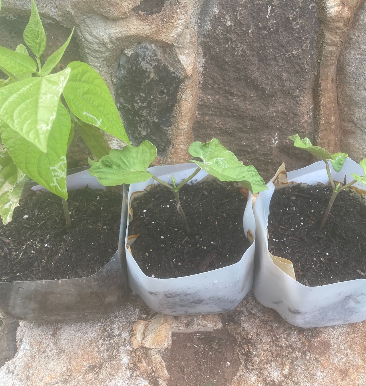 Potted green bean plants