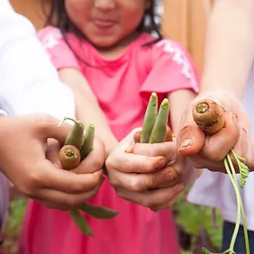 close up of child and others' hands holding carrots and greenbeans from the garden