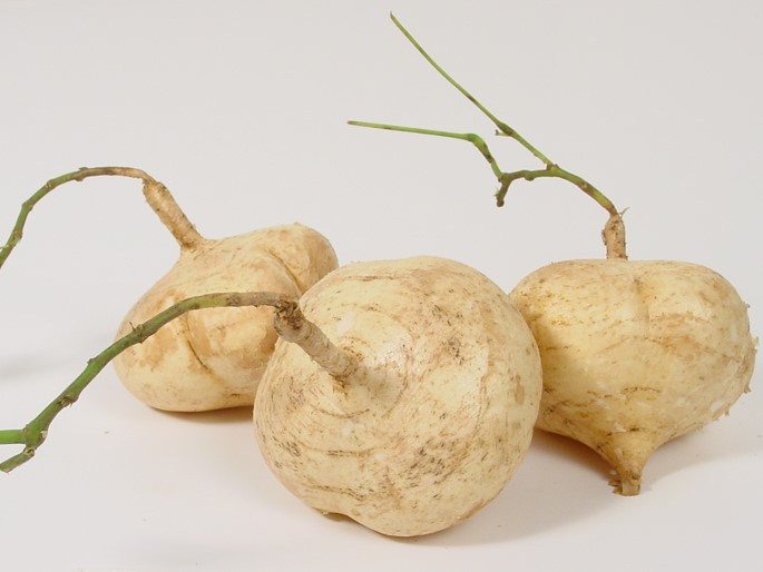 three jicama roots
