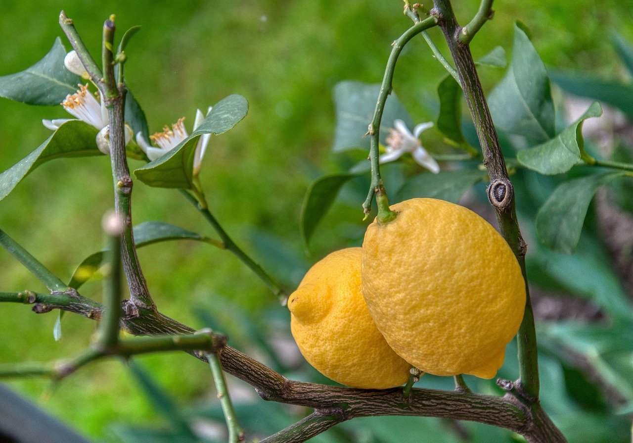close up of lemons on the tree