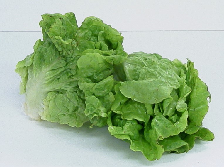 Mānoa lettuce