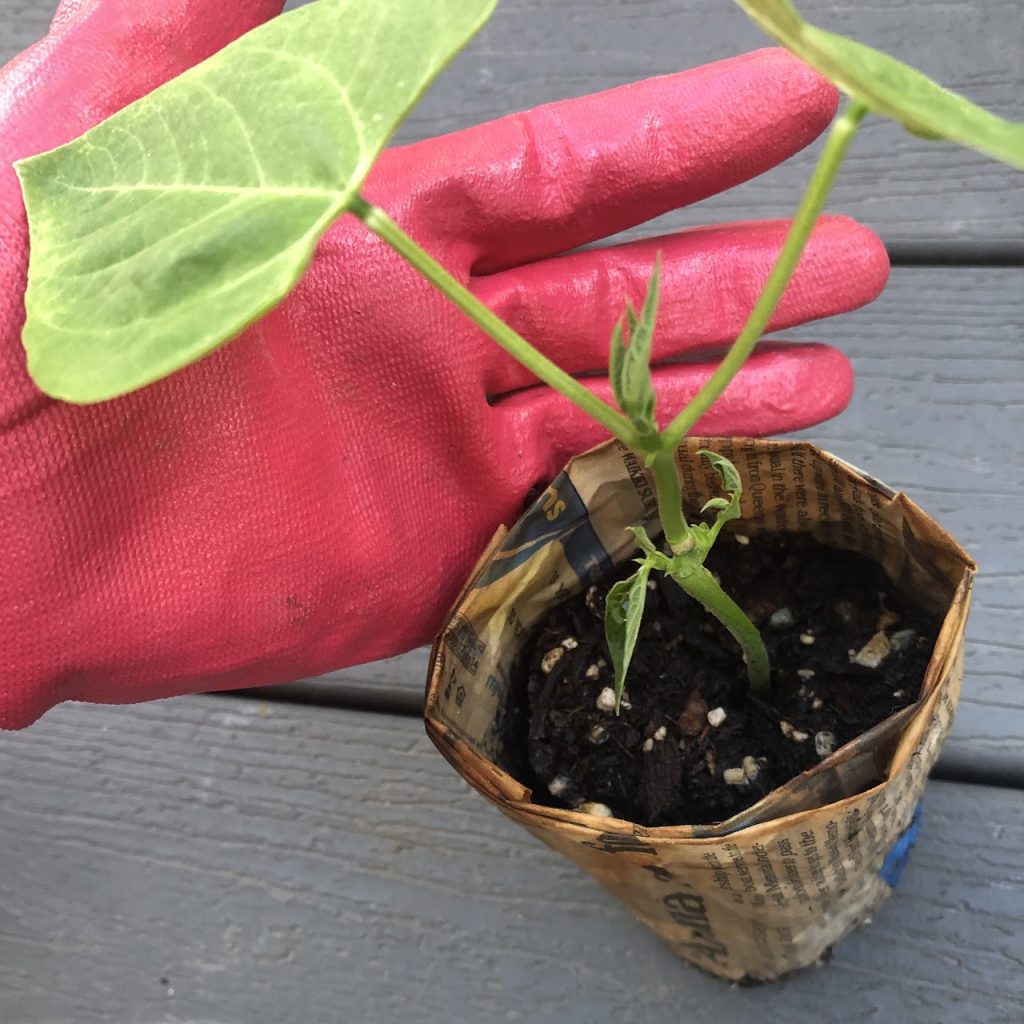 Handle plant gently