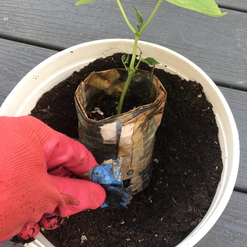 Transplant seedling and remove tape