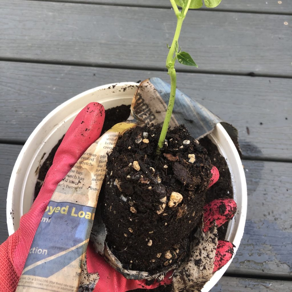 Remove plant from newspaper