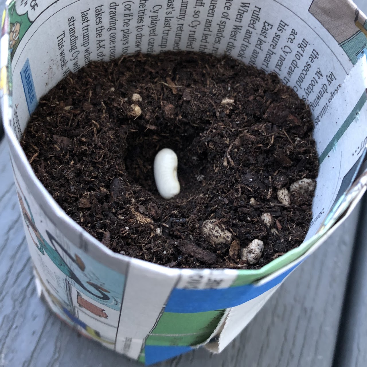 seed in paper pot