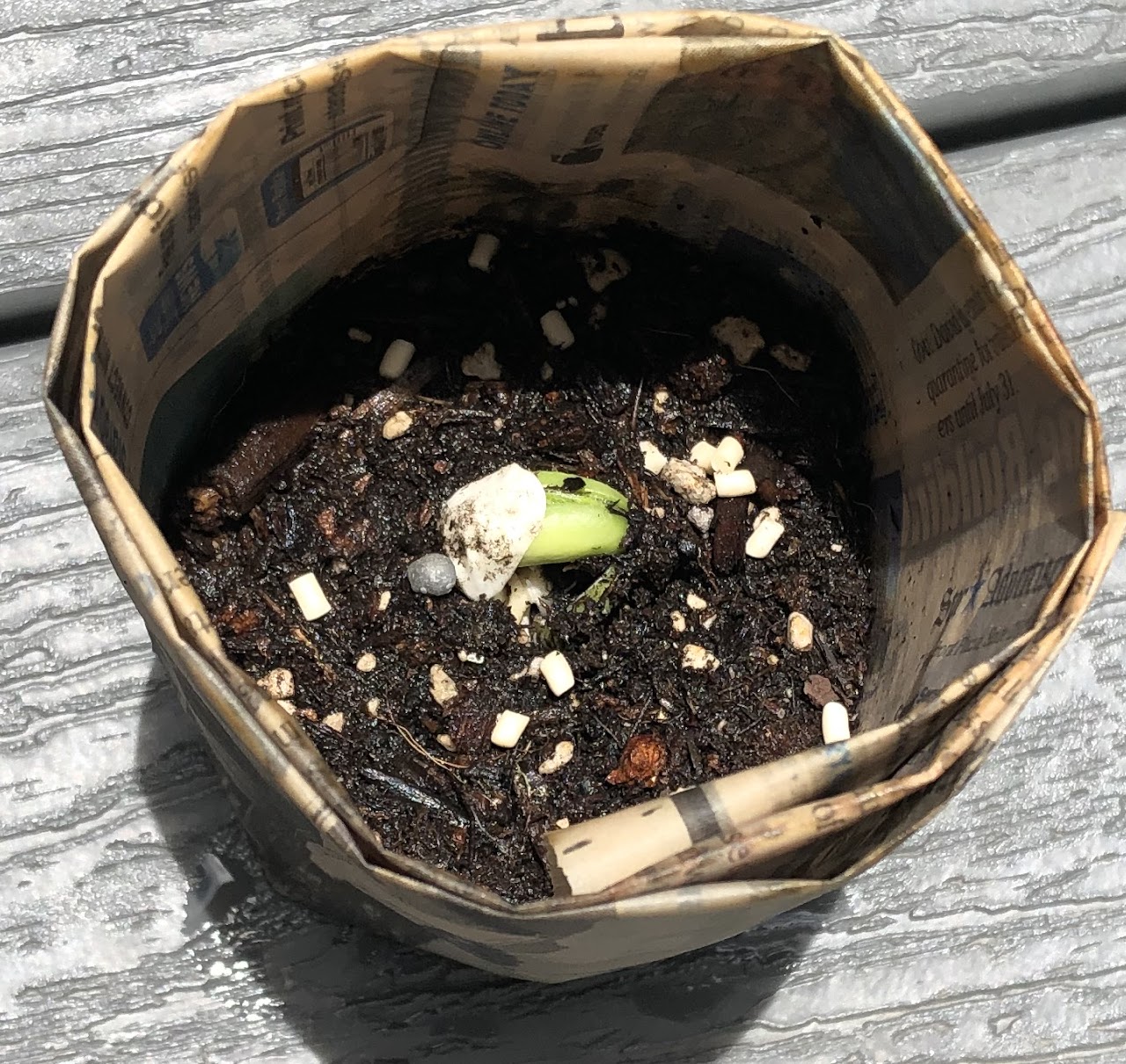 Seed germinating in paper pot