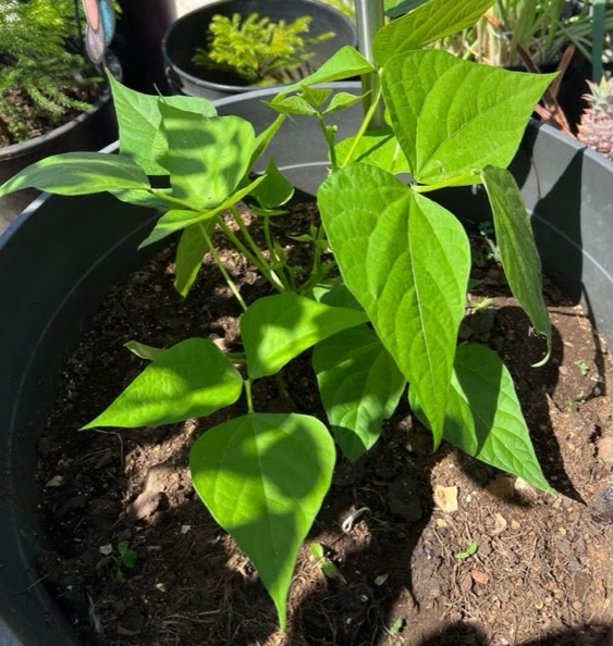 Green bean plant
