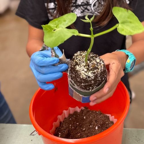 Student transplanting seedling