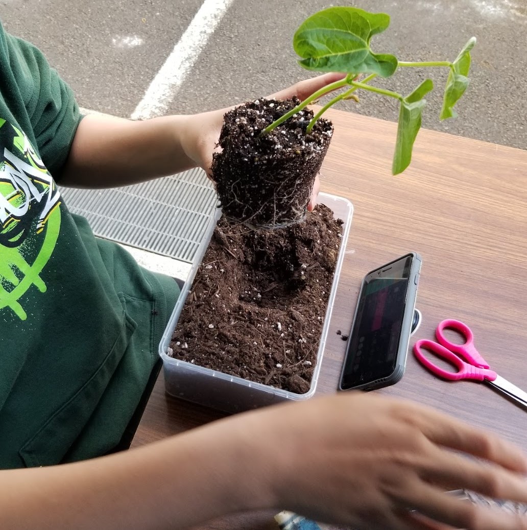 Student planting