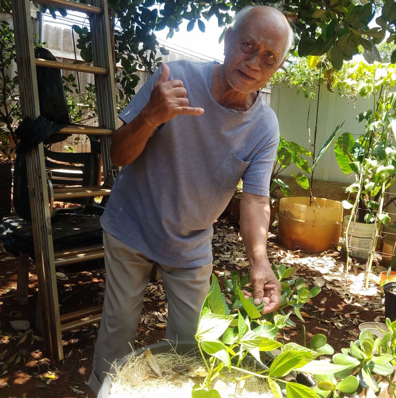 Senior citizen with green bean plant