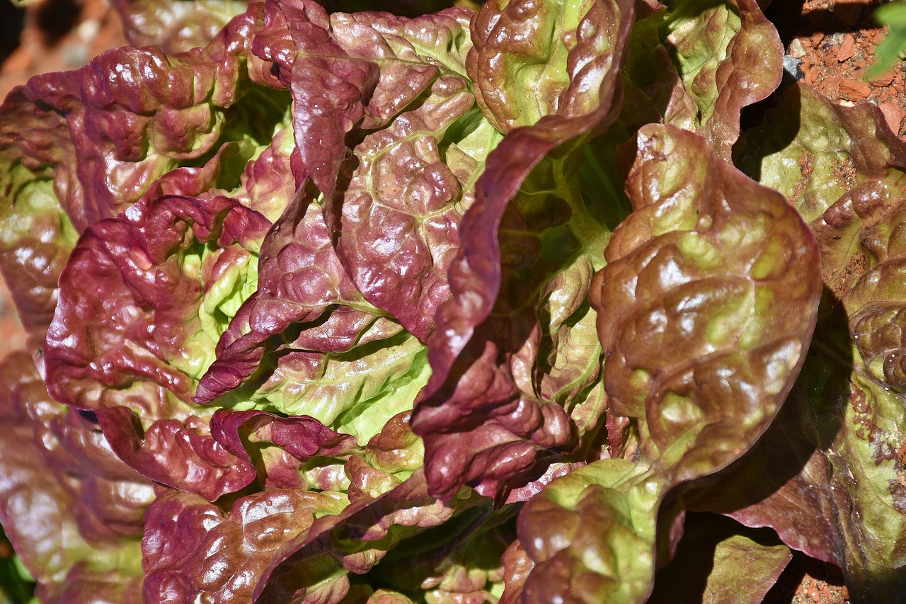 Red leaf lettuce