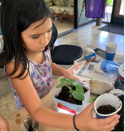 Child transplanting green bean seedling.