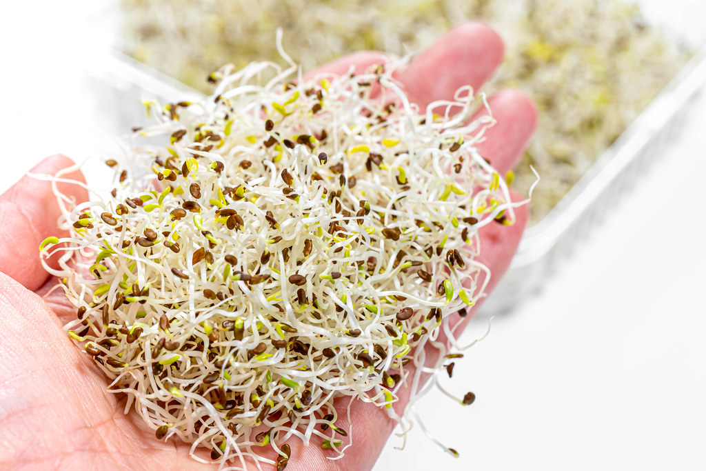 alfalfa sprouts, sprouts