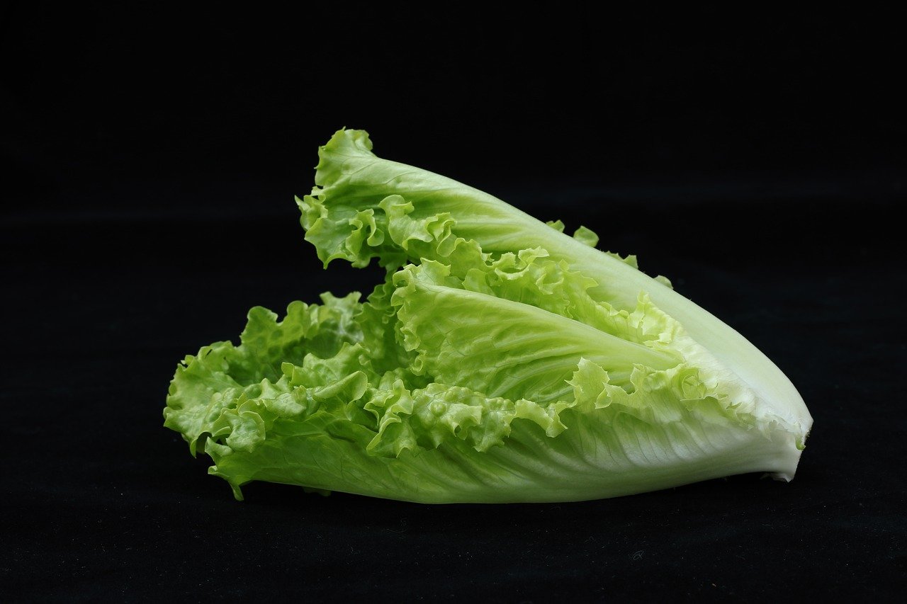 romaine lettuce, lettuce, head of lettuce, fresh lettuce, fresh romaine