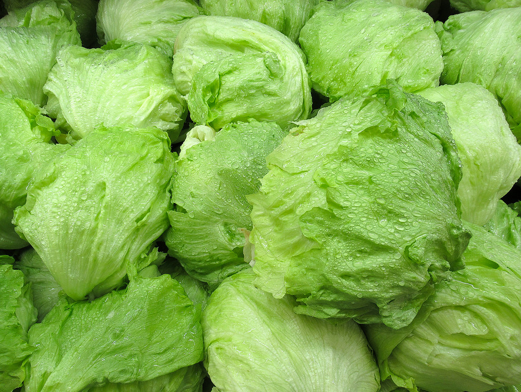 iceburg lettuce, lettuce, green lettuce, head of lettuce, fresh lettuce