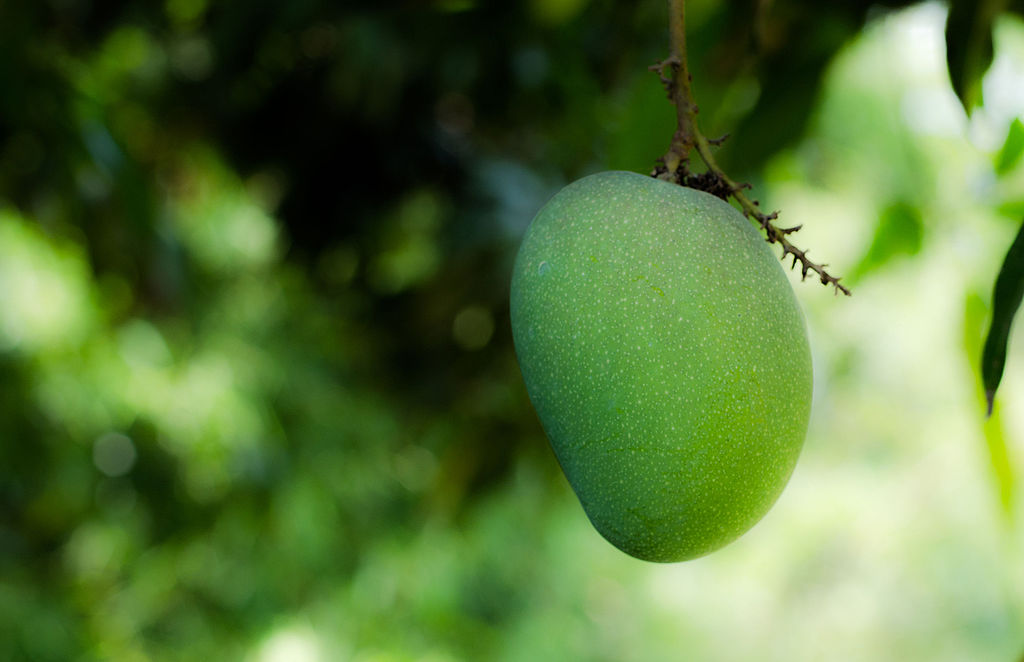 mango, green, green mango, mango tree, fresh mango