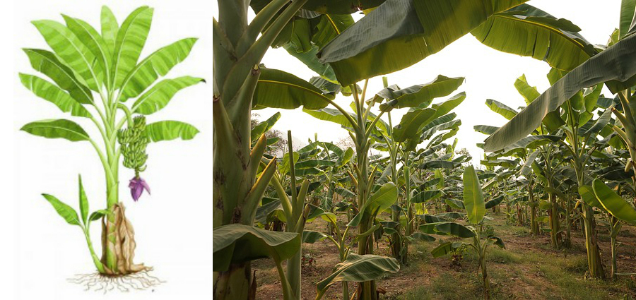 illustration of a banana plant and a banana farm
