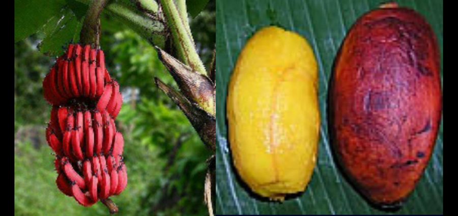 Bananas with red skin compared to ones with yellow skin