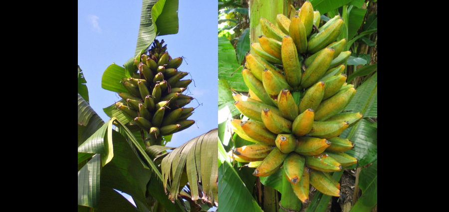 A rack of bananas with a upward growth pattern shown from atop and below