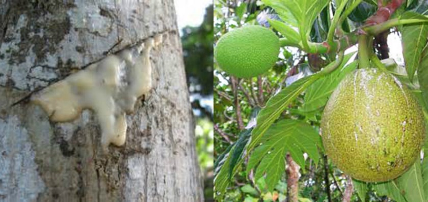 Image one breadfruit tree trunk with cut showing sap leaking out, second image fruit covered with sap hanging from a tree