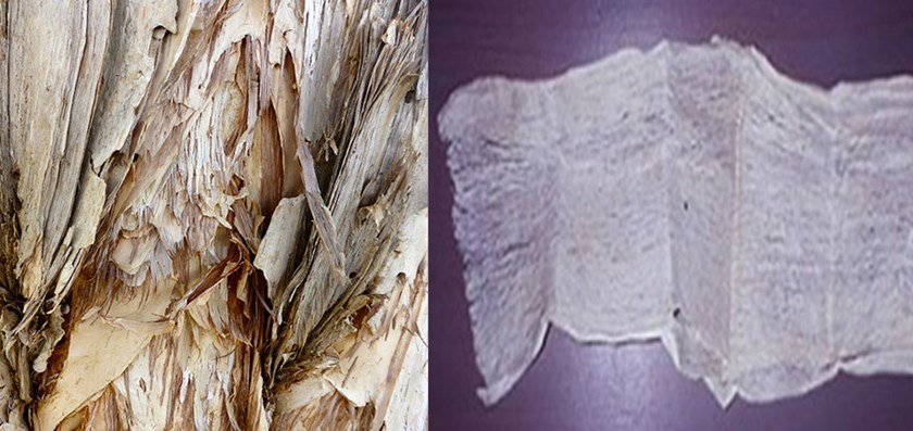 Two images of dried breadfruit bark used as paper.