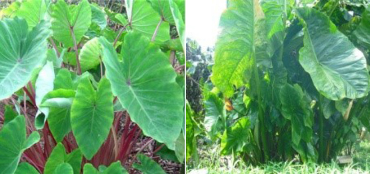 First image Colocasia taro plant in ground, second image Cyrtosperma taro plant in ground