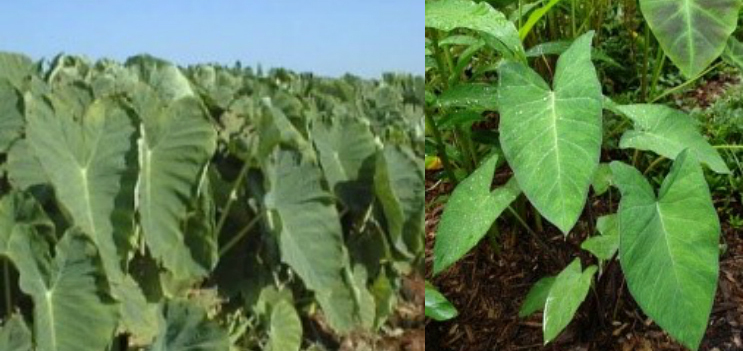 First image Alocasia taro plant growing in ground, second image Xanthosoma taro plant growing in ground.