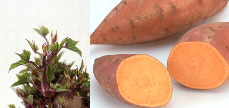 First image close up of immature leaves sprouting from sweet potato, second image close up of cut and whole sweet potatoes