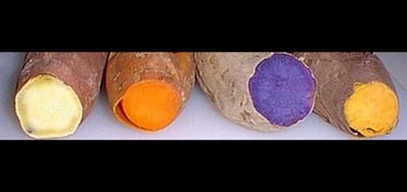 Cross section view of four cut sweet potatoes, off-white, orange, purple, and light orange