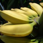 Hand of apple bananas on stalk