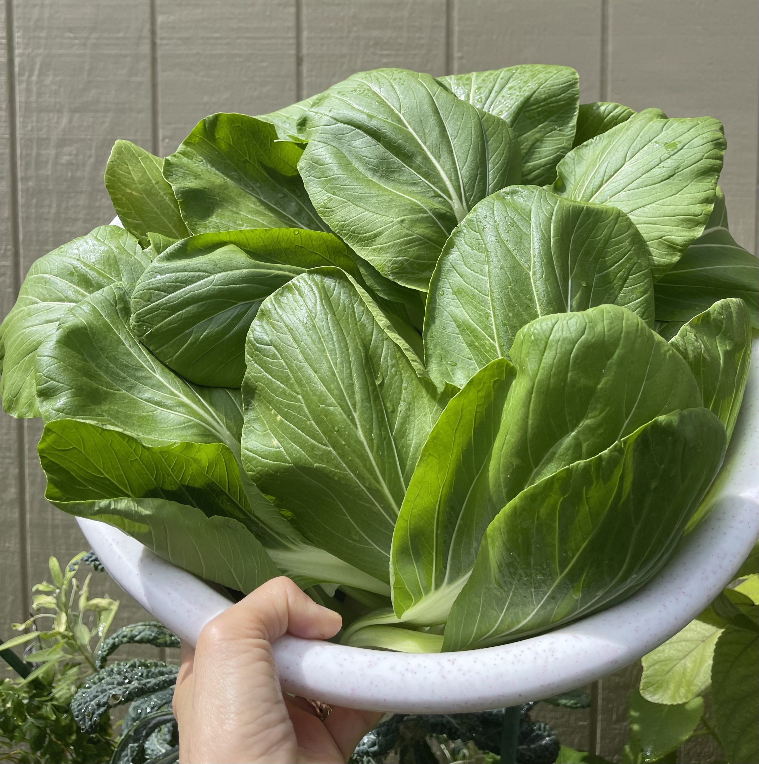 Harvested bok choy leaves
