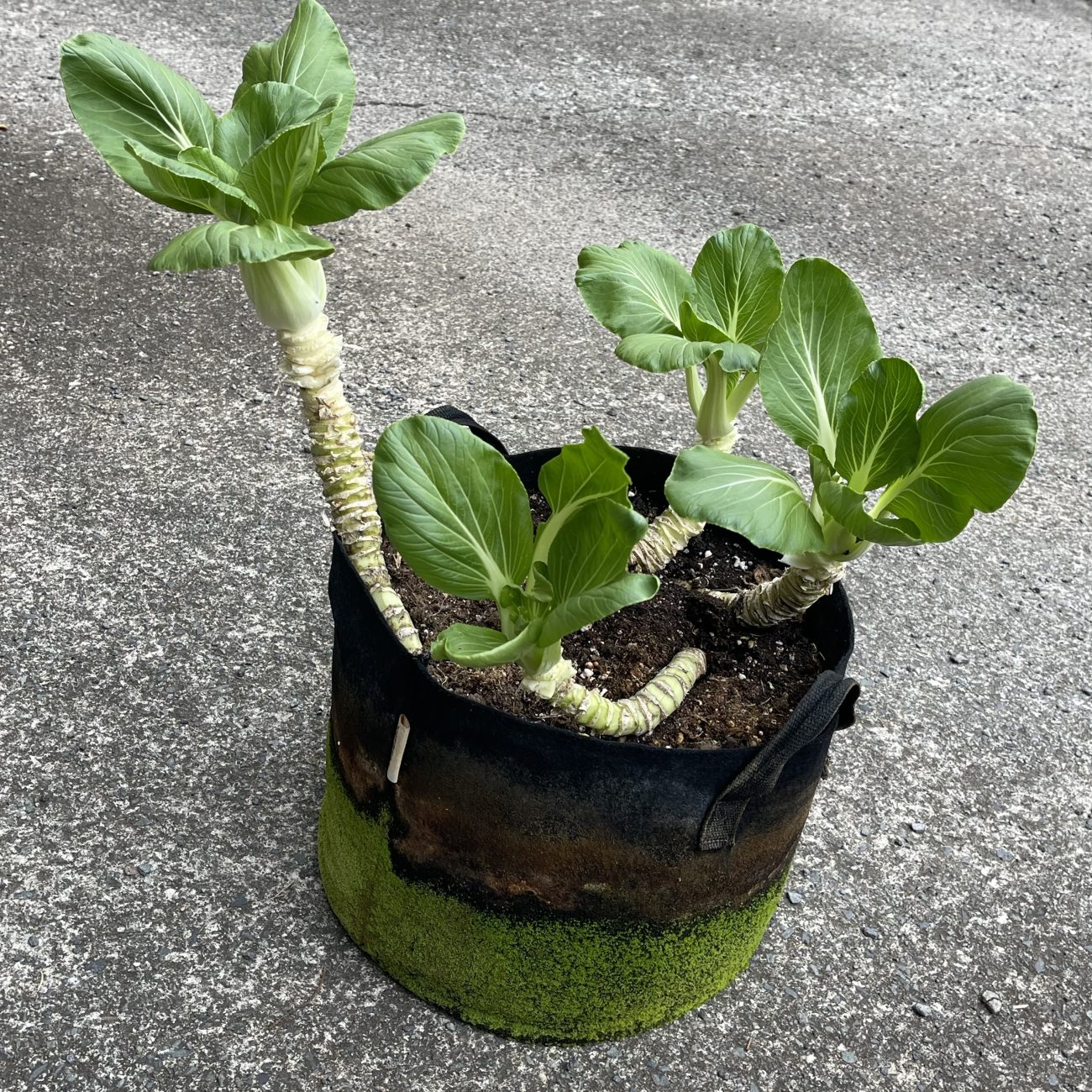 Bok choy plants with leaves harvested