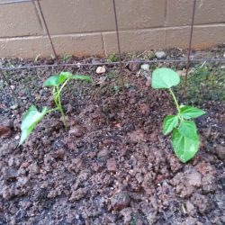 Transplanted green bean seedlings