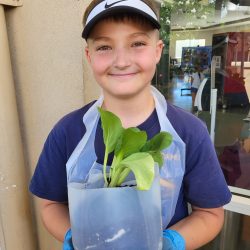 Child posing with transplanted bok choy seedling