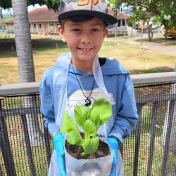 Child posing with transplanted bok choy seedling