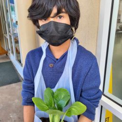 Child posing with transplanted bok choy seedling