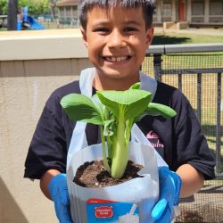 Child posing with transplanted bok choy seedling