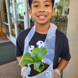 Child posing with transplanted bok choy seedling