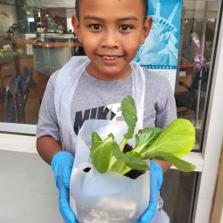 Child posing with transplanted bok choy seedling