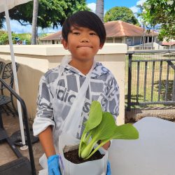 Child posing with transplanted bok choy seedling