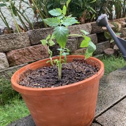 Tomato seedling transplanted