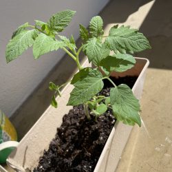 Tomato seedling transplanted