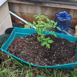 Tomato seedling transplanted