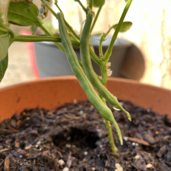 Transplanted green bean plant
